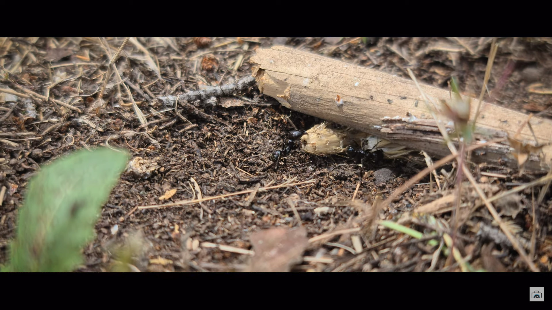 La dure vie des fourmis